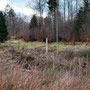 29.01.2025 Rundweg Parkplatz Eisersbach B417 - P1: Der Bach am Beginn ist regelrecht zugewuchert.