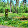 11.06.2025 Rundweg Großer und Kleiner Feldberg - P1: Sehenswertes an der Wegstrecke.