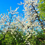 08.04.2026 Schloss Wi-Freudenberg-Frauenstein - P2: Die Kirschblüte ist in vollem Gange.
