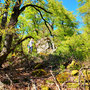 22.04.2026 Rundweg Siedlung Wildpark (über Hohe Kanzel) - P2: Noch ein Blick zurück zum Gipfelstein auf der Hohen Kanzel.