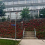 25.06.2025 Bad Schwalbach - Rundweg Kurpark - P1: Der Rosenhang vor dem ehemaligen Kurhotel (jetzt Eden Parc).