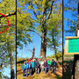 22.04.2026 Rundweg Siedlung Wildpark (über Hohe Kanzel) - P1: Gruppenfoto (Bild Mitte) am Schuhbaum mit dem einzigen Paar Schuhe (roter Kreis).