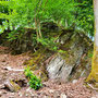 18.06.2025 Rundweg Oberauroff-Ehrenbach-Niederauroff-Oberauroff - P1: Praktisch überall findet man Felsen am Wegesrand.