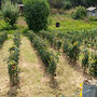 06.08.2025 Kiedrich (Stassen) Rundwanderweg - P2: Eine kleine Tomatenplantage.