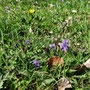 22.04.2026 Rundweg Siedlung Wildpark-Engenhahn - P3: Bunte Wiesen.