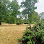 30.07.2025 Rundweg Riedelbach - P2:  In der Riedelbacher Heide.