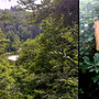 25.06.2025 Bad Schwalbach - Rundweg Kurpark - P1: Der Waldsee-Blick auf dem Höhenweg.