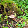 30.07.2025 Rundweg Riedelbach - P1: Auch die Natur bietet Sehenswertes.