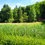 25.06.2025 Bad Schwalbach - Rundweg Kurpark - P1: Blick in eine heute zugewachsene ehemalige Moorgrube.
