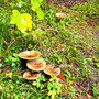 08.10.2025 Rundweg Fischbacher Kopf (über Alsdorfer Weiher) - P2: Pilze auf dem Waldboden.