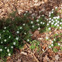 20.03.2024 Rundweg Auf der Schanz - P2: Die Frühjahrsblüher im Wald, das Buschwindröschen.