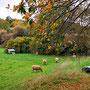 15.10.2025 Radweg an der L3031 (hinter Beuerbach)-Dauborn (über Gnadenthal): Weidende Schafe in Gnadenthal.