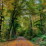 15.10.2025 Radweg an der L3031 (hinter Beuerbach)-Dauborn (über Gnadenthal): Herrlicher Weg durch den herbstlichen Wald.