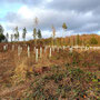 29.01.2025 Rundweg Parkplatz Eisersbach B417 - P1: Auch hier wird kräftig aufgeforstet.