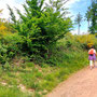 21.05.2025 Rundweg Theißtal - P1: Blühender Ginster am Weg hinauf zum Parkplatz.