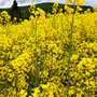 07.05.2025 Rundweg Esch - P3: Der Raps in voller Blüte.
