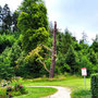 25.06.2025 Bad Schwalbach - Rundweg Kurpark - P1: Schönes Überbleibsel eine Baumes.