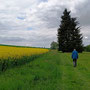 07.05.2025 Rundweg Esch - P3: Manfred auf einem Wiesenweg vorbei an einem Rapsfeld.