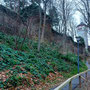 08.01.2025 Rundweg Bad Camberg (über Alsdorfer Weiher) - P1: Blick zurück auf die alte Stadtmauer und den "Lieber´schen" Turm am Ende des Kurparks.