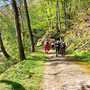 29.04.2026 Riedelbach-Rod an der Weil - P1: Auf dem Taunus-Schinderhannespfad zwischen Weil und Felsen nach Rod an der Weil.