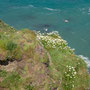 8th June: (am)  Coast walk at Port Gaverne