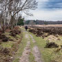 5th March PM: Dersingham Bog National Nature Reserve