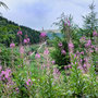... can see the path we should be on (in the distance) ...