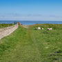 Coast walk (ant-clockwise) from Lindisfarne Castle