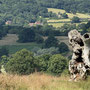 July 23rd: Eastnor Deer Park - 3.84 miles