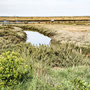 28th April AM: Blakeney coast path walk towards Cley