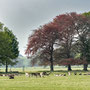 26th April PM: Holkham Hall & park