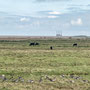 Tues 24th Sept pm: Walk from North Norfolk Wildlife Visitors Centre to Cley beach