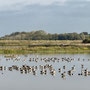 11th October PM: walking at RSPB Titchwell Marsh reserve and beach