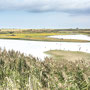 11th October PM: walking at RSPB Titchwell Marsh reserve and beach