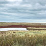 14th October PM: Cley North Norfolk Reserve