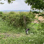 3.81 miles: view across to Bredon Hill - 27th April