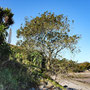 Exotic plants (effects of Gulf Stream) at Chapel Rossan Bay, near Ardwell