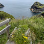 3rd May pm:Walk from Boscastle, past harbour to coastguard lookout at Willa park