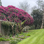 24th March PM: NT Trelissick gardens