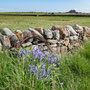 Coast walk from Lindisfarne Castle