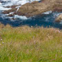 Botallack mine: cliff edge