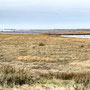 28th April AM: Blakeney coast path walk towards Cley