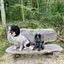 2.80 miles: dogs take a break in Shorthorn Woods - 31st August