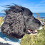 9th Sept AM: Craster - coast walk to Embleton Bay via  Dunstanburgh Castle