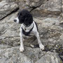 24th March AM: NT Trelissick riverside walk & gardens