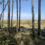 1st May AM: forest, dunes and beach walk at Holkham Gap