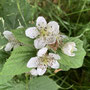 2.96 miles: blackberry flowers on the beetle bank - 15th June