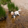 June 8th PM - Big Water of Fleet Viaduct - Cairnsmore of Fleet