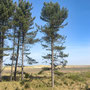1st May AM: forest, dunes and beach walk at Holkham Gap