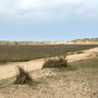 26th April AM: walk from Wells-Next-the-Sea to the Lookout at Holkham Gap